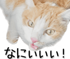 Kansai dialect cat(Photo) sticker #13671411