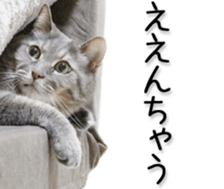 Kansai dialect cat(Photo) sticker #13671412