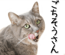 Kansai dialect cat(Photo) sticker #13671413