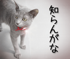 Kansai dialect cat(Photo) sticker #13671414