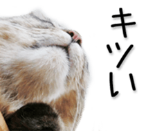 Kansai dialect cat(Photo) sticker #13671415