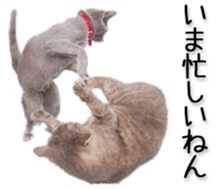 Kansai dialect cat(Photo) sticker #13671416