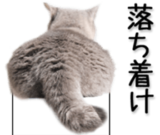 Kansai dialect cat(Photo) sticker #13671417