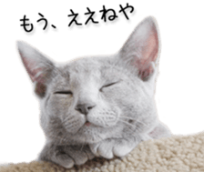 Kansai dialect cat(Photo) sticker #13671418