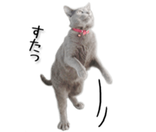 Kansai dialect cat(Photo) sticker #13671419