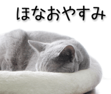 Kansai dialect cat(Photo) sticker #13671421