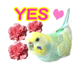 Cool pi-tyan 1 sticker #13671615