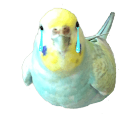 Cool pi-tyan 1 sticker #13671625