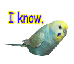 Cool pi-tyan 1 sticker #13671628