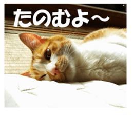 Boogie & Honey ver.2 sticker #13673571