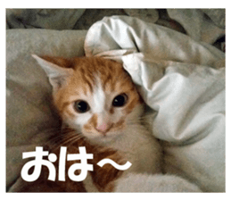 Boogie & Honey ver.2 sticker #13673581