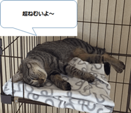 cat called SADAHARU sticker #13674950