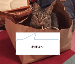 cat called SADAHARU sticker #13674952