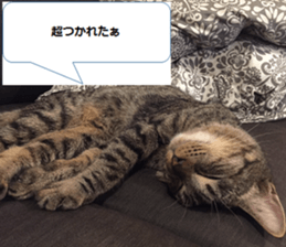 cat called SADAHARU sticker #13674953