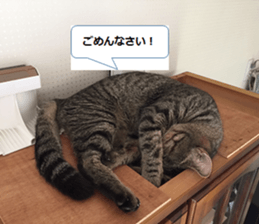 cat called SADAHARU sticker #13674954