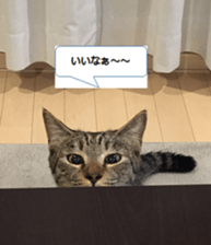 cat called SADAHARU sticker #13674955