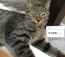 cat called SADAHARU sticker #13674956