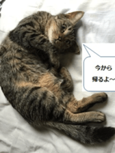 cat called SADAHARU sticker #13674957