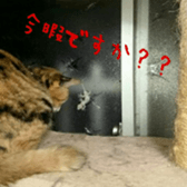 niboshirasu sticker #13676918