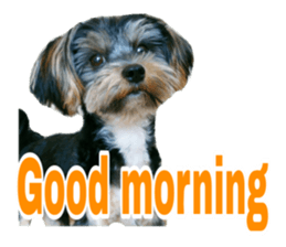 Cute Yorkshire terrier Jackie sticker #13679766