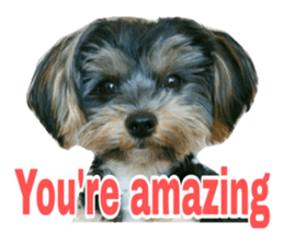 Cute Yorkshire terrier Jackie sticker #13679773