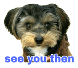 Cute Yorkshire terrier Jackie sticker #13679774