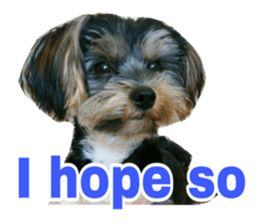Cute Yorkshire terrier Jackie sticker #13679775