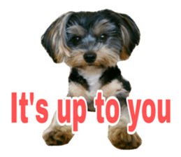 Cute Yorkshire terrier Jackie sticker #13679776