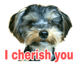 Cute Yorkshire terrier Jackie sticker #13679778