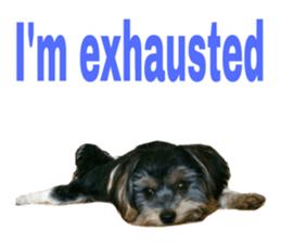 Cute Yorkshire terrier Jackie sticker #13679779