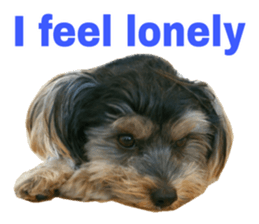 Cute Yorkshire terrier Jackie sticker #13679787