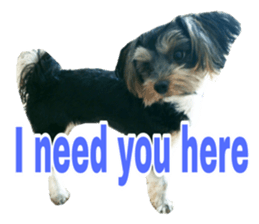 Cute Yorkshire terrier Jackie sticker #13679788