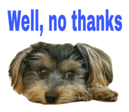Cute Yorkshire terrier Jackie sticker #13679789