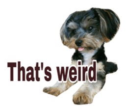 Cute Yorkshire terrier Jackie sticker #13679790