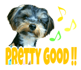 Cute Yorkshire terrier Jackie sticker #13679792