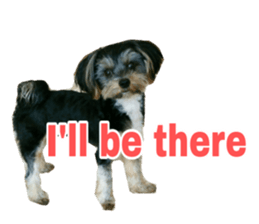 Cute Yorkshire terrier Jackie sticker #13679793