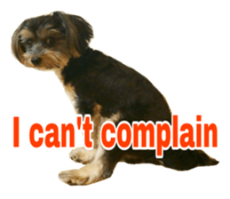 Cute Yorkshire terrier Jackie sticker #13679794