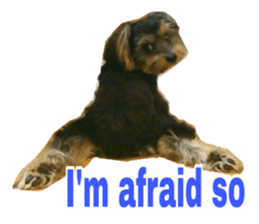 Cute Yorkshire terrier Jackie sticker #13679795