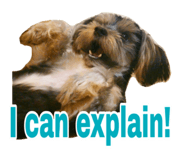 Cute Yorkshire terrier Jackie sticker #13679796