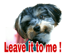 Cute Yorkshire terrier Jackie sticker #13679798