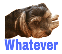 Cute Yorkshire terrier Jackie sticker #13679801