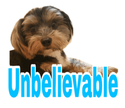 Cute Yorkshire terrier Jackie sticker #13679802