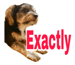 Cute Yorkshire terrier Jackie sticker #13679803