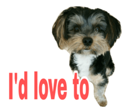 Cute Yorkshire terrier Jackie sticker #13679805