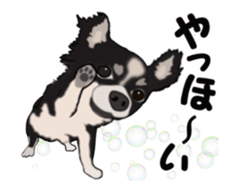 Move! Sticker of Black Chihuahua sticker #13682767