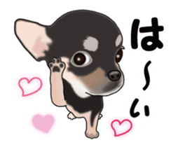 Move! Sticker of Black Chihuahua sticker #13682768