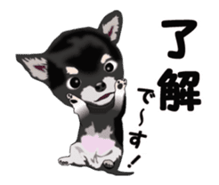 Move! Sticker of Black Chihuahua sticker #13682770