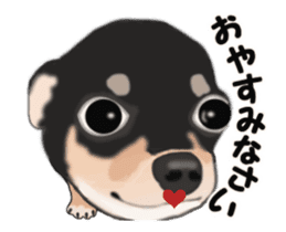 Move! Sticker of Black Chihuahua sticker #13682774