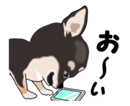 Move! Sticker of Black Chihuahua sticker #13682776