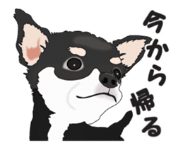 Move! Sticker of Black Chihuahua sticker #13682777